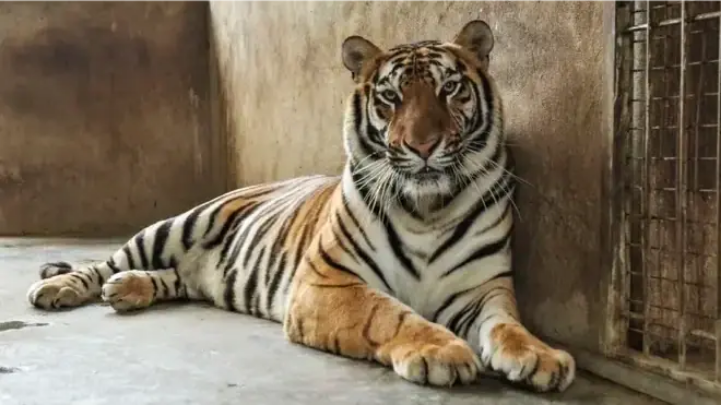 Vườn Thú Hà Nội sẵn sàng tiếp nhận 9 cá thể hổ